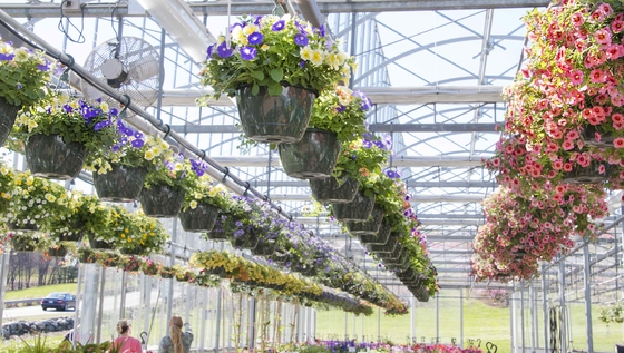 85% osłona przeciwsłoneczna Polyhouse Greenhouse dla roślin rolniczych w środku